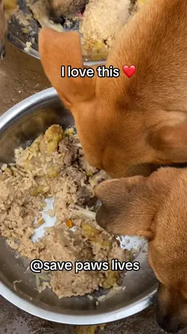 Meal time = happy tails 🐶❤️ Every bowl shared keeps our rescue pups strong and loved. 🥰 #SavePawsLives