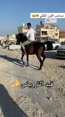 #خيل_وخياله🐎 #الخيل_الادهم🖤 #العيسويةالشامخة⚔️🦅 #الناصرة #viral 