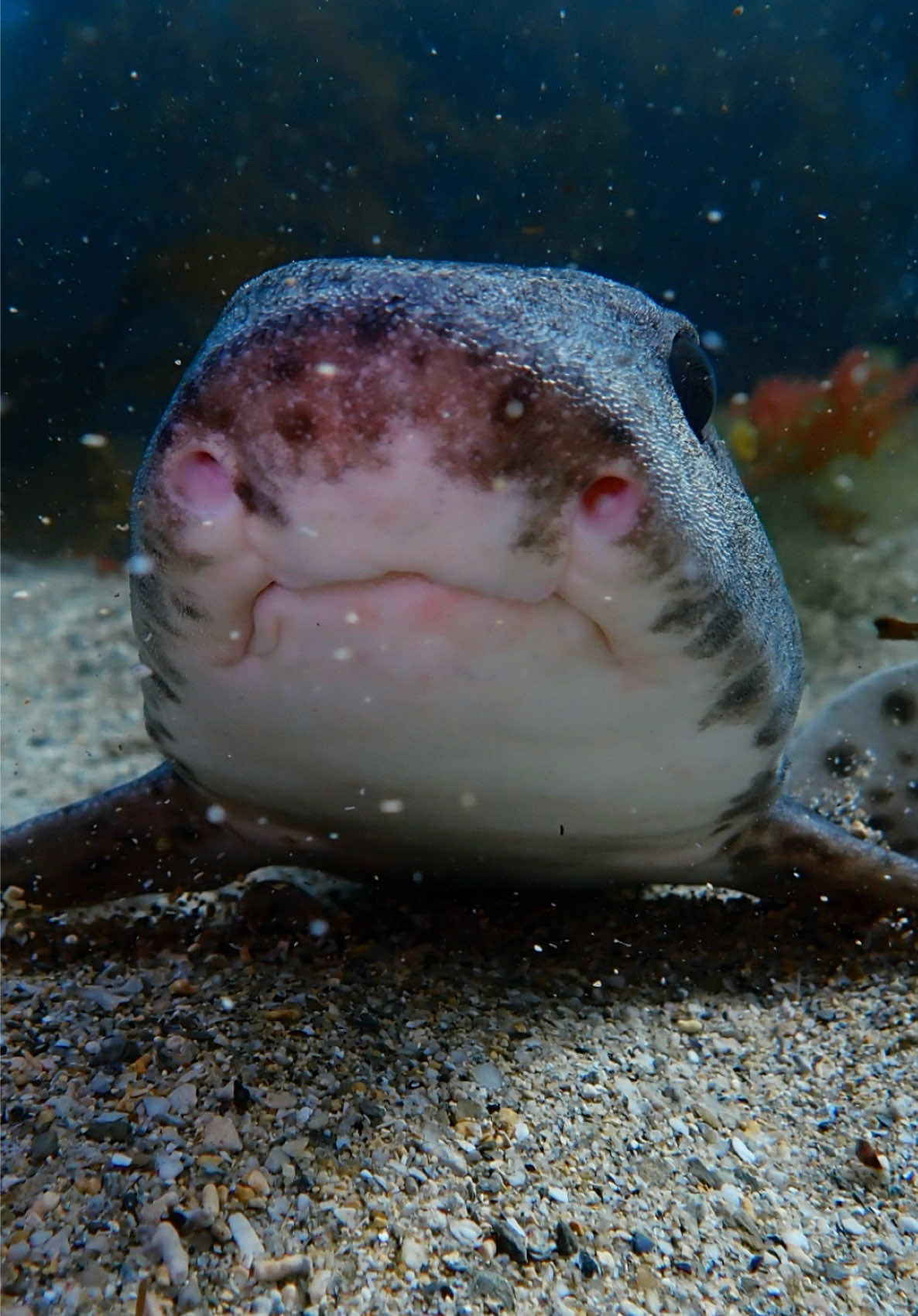 They are terrifyingly cute 🦈 #catshark #shark #dogfish #ukdiving #marinebiology 