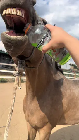 #labordayweekend #horse #equine #holdmymilk #fyp 