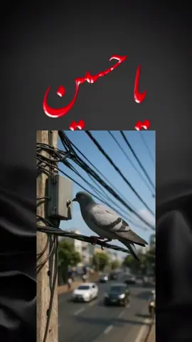 ياحسين نور عيني وحياتي كلها #اللهم_صلي_على_نبينا_محمد #اكسبلورexplore❥🕊 #اكسبلور #الشعب_الصيني_ماله_حل😂😂😂 