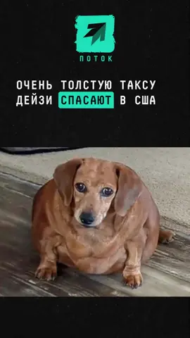 Очень толстую таксу Дейзи спасают в США #новости #поток #собака #такса #сша 