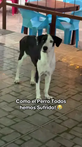 Como el Perro así estamos! 🥹😭😢