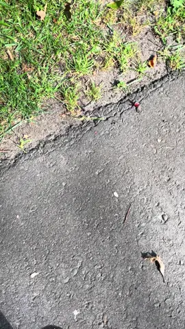 The only bug i will hurt #lanternfly 