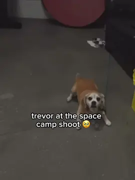 the cutest pup 🥹💗||@Nicolas Sturniolo @Matt @Christopher Sturniolo @Sturniolo’s @Space Camp Wellness ||#sturniolotriplets #irishsturniolo #fyp #viral ||@me 