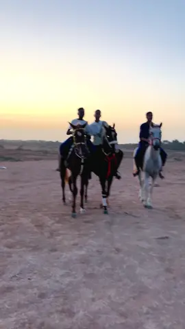 #قبلي_الجنوب_التونسي🤩😘💜 #خيل_وخياله🐎 #حصان_عربي_أصيل #جربة_مدنين_بنقردان_جرجيس_تطاوين #خيل @Mohamed khaldi🥇 @aymenbicha383 