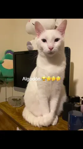 #gatos #algodon 😂#✨isabel✨🥰 #michis🐈‍⬛🐈😎 