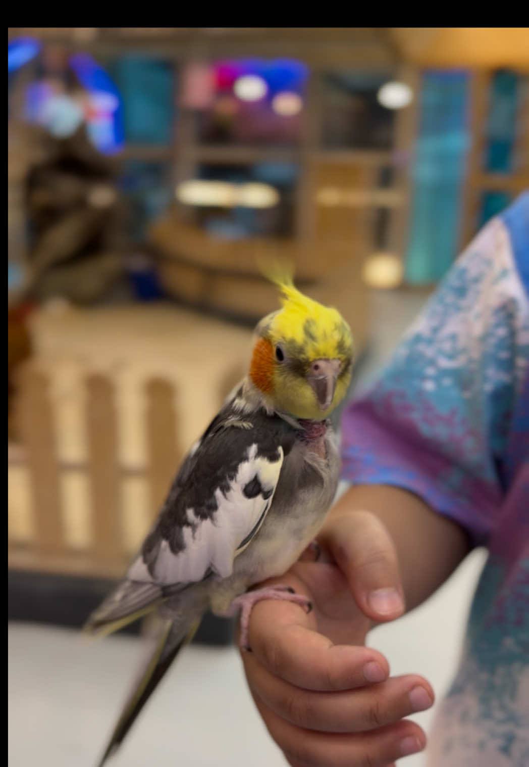زرت واحة العملاق في مكة ✨ المكان أكثر من رائع، فيه حيوانات أليفة 🐶🐱 وطيور 🐦 وأسماك 🐠 وحتى نباتات وزرع 🌿 بصراحة تجربة ممتعة ومكان يستحق الزيارة 👌 #واحة_العملاق #اماكن_مكة #محل_حيوانات #PetsOfTikTok pets#طيور