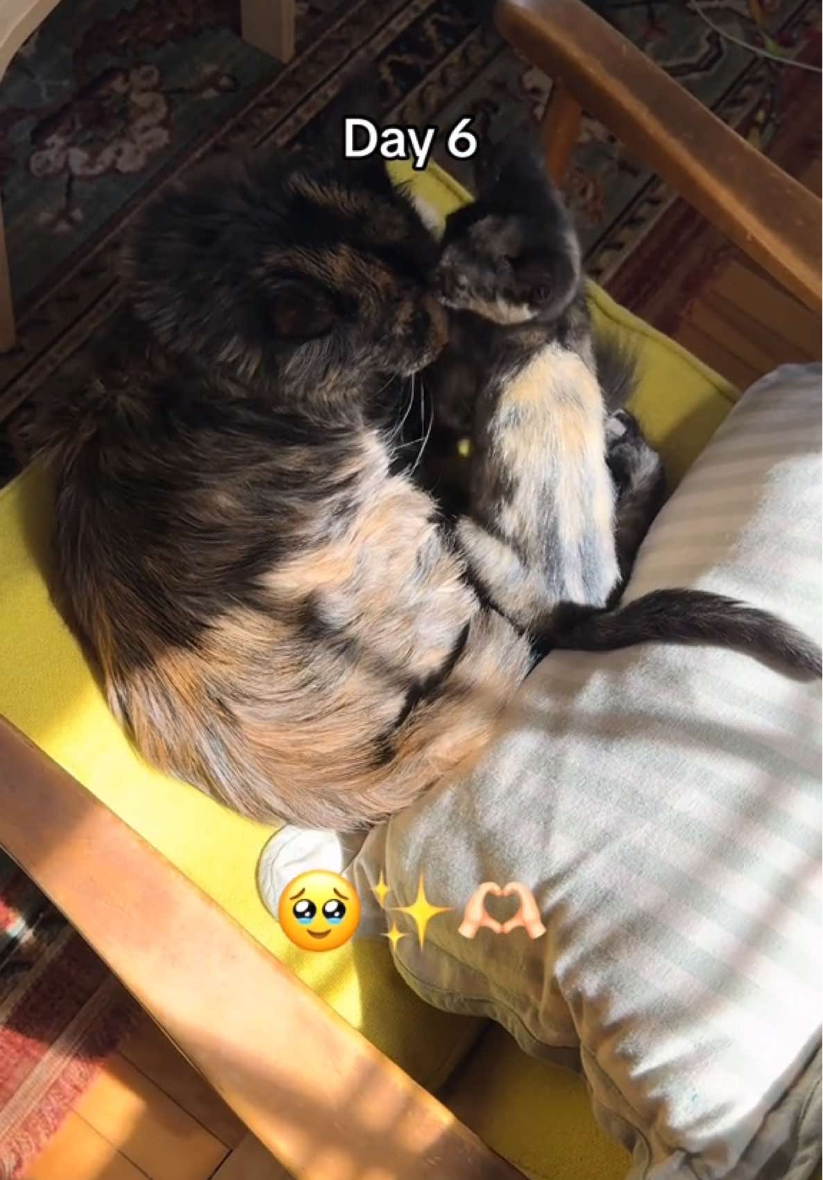 I have always said I’d want to get a cat for Poppy, but it would have to be very convincing circumstances or a “fate” feeling. As it turns out, we were just waiting for Polly. I’m so in awe of these girls and it’s been the greatest gift watching them get to know each other. MY SHAYLAS!!!! #fyp #mainecoon #poppyandpolly 