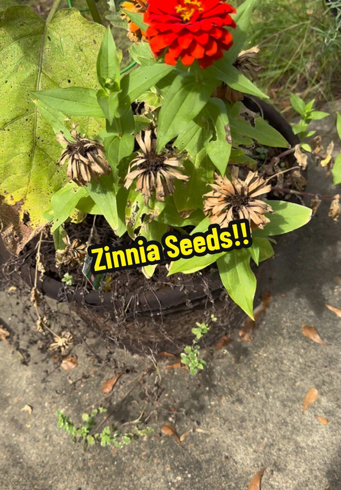 Hoping I can save these seeds and grow new plants from them this spring!!  Any tips are appreciated!! #mississippigirl #homesteadersoftikto #livingmybestlife #homesteading #zinnias #savingseedsfornextyear 