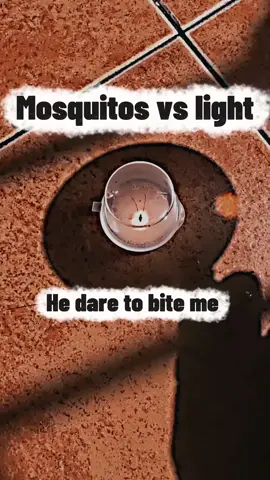 mosquito vs power of light #mosquito #light #experiment #revenge #viralvideo 