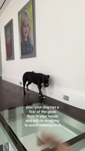 her little tiptoes 😭 #fyp #dog 