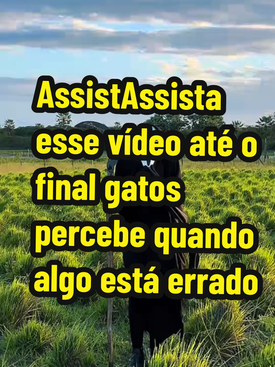 até os gatos presente quando tudo tá errado#cmedia #natureza #sircu #sitio #