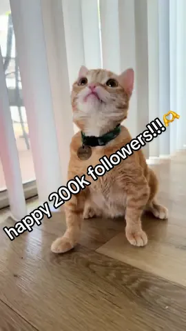 thank you everyone for your support these past few months! we are so happy you all love nacho as much as we do, and we are so happy we can share him with the world🫶 enjoy a little video compilation of some of his best moments🤭 #catsoftiktok #dwarfcat #cute
