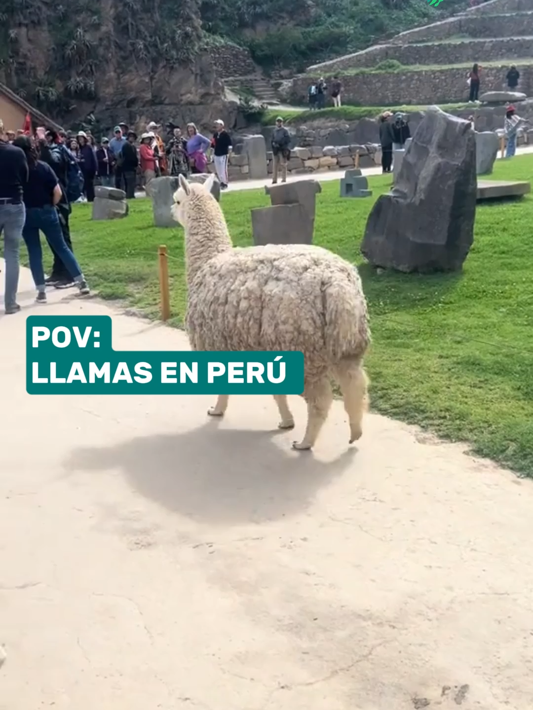 👀 POV: Llamas en Perú 🦙😅 #incasparadise #viajandojuntos #pov #llama #llamas #alpaca #vicuña #peru🇵🇪 #peruanos #peruano #peruana #peruvian #cusco #machupicchu #alpacasoftiktok #tierno #animales #animalesgraciosos #animalestiktok #cusco_peru🇵🇪 #bonito #viral #eresmisangre #cuteanimals #gracioso #animals #funny #meme #bonita #nature #travelperu #funnyvideos #wow #viraltiktok #fyp #foryou #paratiiiiiiiiiiiiiiiiiiiiiiiiiiiiiii