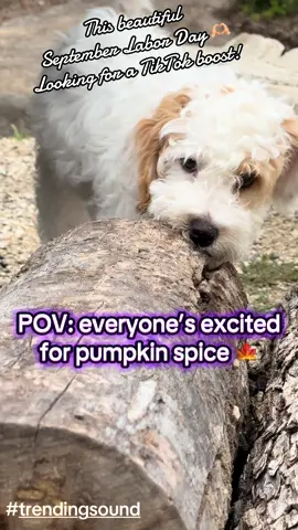 Fall vibes + tiny chew champion 🍁🐾 Who knew logs could be so intimidated? 🪵😂 #fallaesthetic #trendingsound #PuppyLife #FYP #trendingaudio