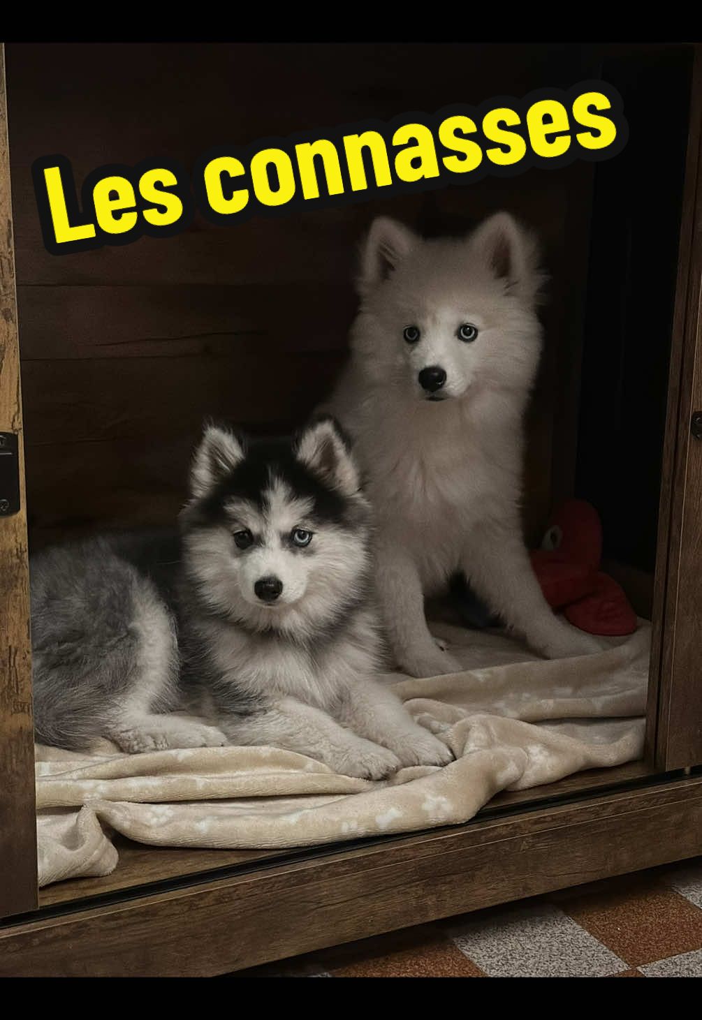 🐾 Aujourd’hui on a bossé le rappel avec papa… et devinez quoi ? Il nous a appris à venir quand il nous appelle… “les connasses” 🙄😂 Quel blagueur celui-là ! Heureusement, on sait qu’il dit ça avec beaucoup (beaucoup) d’amour ❤️ #DogTraining #Recall #PapaBlagueur #HarmonieEtSymphonie 