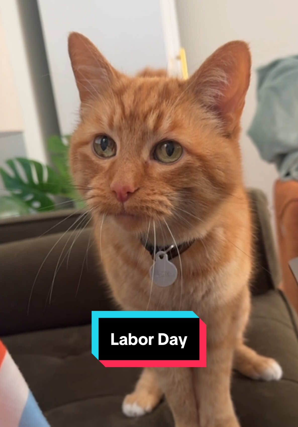 New keyboard, same war. #talkingcat #orangecatbehavior #orangecatsoftiktok #gingercat #butterstheorangie 