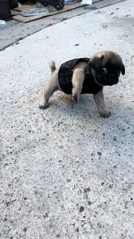 #pugsoftiktok #dog #viral #pug #foryou 