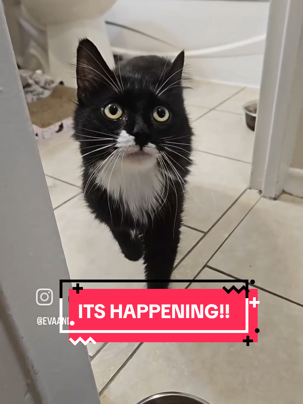 So proud of our boy!! Hello everyone!! Apologies for the cliffhanger earlier, I have had a super busy last few days, and it is only going to get more busy for me! I will try to keep posting as much as I can about our boy,  but please be patient with me in the future if I do not have time! #catsoftiktok #bignews #echidna #amazing #catsoftiktok 