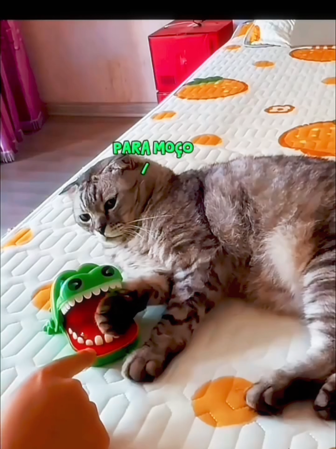 o reflexo do gato 😲🤣 . #videosengracados #funnyvideos #funny #cat #funnycat 