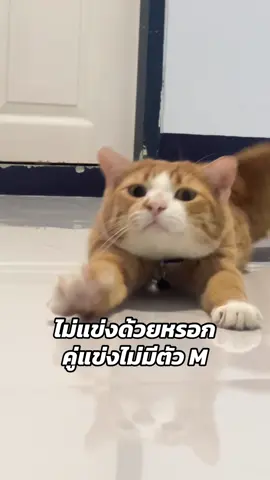 คู่แข่งไม่มีตัว M #ไอ้แง้ว #แมวส้ม 