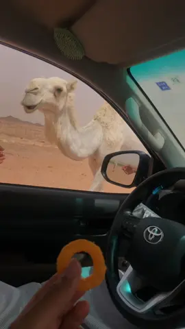 حياة بدويه جميلة وناقته اجمل 👌🏻