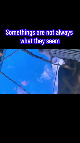 Not everything is what it seems even if it seems to perfectly mirror something else… so…What do you see first? #opticalillusion #nature #sky #water #spaceiswater