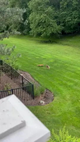 interesting duo... and yes, I know mother nature is loving & cruel at the same time...and what the possible outcome will/would be.. no matter how familiar you are with deer & wildlife.. you understand every element to this dance.. #wildlife #nature #animals #deer #fox 