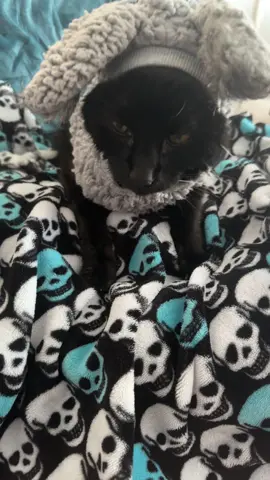 My lil satan #blackcat #cat #bunny #piperspets @Pipers_pets 