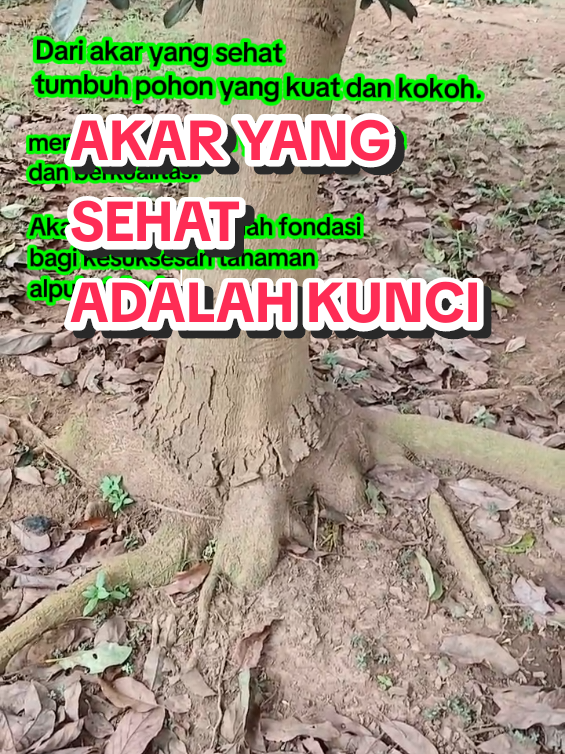 Akar yang sehat adalah kunci tumbuh pohon yang kuat, menghasilkan buah yang melimpah dan berkualitas. Akar yang baik adalah fondasi bagi kesuksesan tanaman alpukat Anda. #perawatanalpukat #alpukatpesawaran #alpukatgenjah 