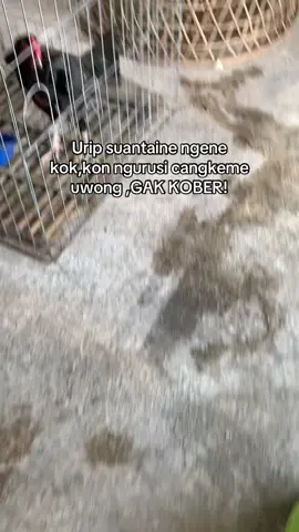 Puenak #ayambangkoksuper #ayambangkokindinesia #fyp #foryou #foryoupage 