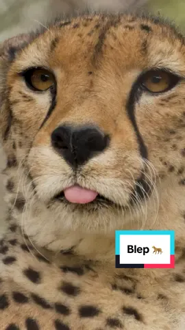 Bleptember has officially begun 🫡  #bleptember #cheetah #sandiegozoo