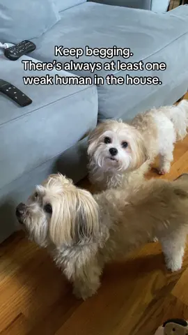 Usually it’s Mom. 😂 #dogsoftiktok 