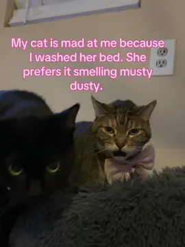 jk fun fact : It’s called the “Flehman Response”. When cats open their mouths while sniffing, they’re using a secret organ to ‘taste’ the smell! She’s just anazlying the detergent scent. 🤓 #catsoftiktok #cat #funny #fyp 