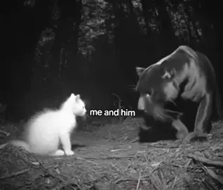 us?#cat #panther #darkromance #fypviral 