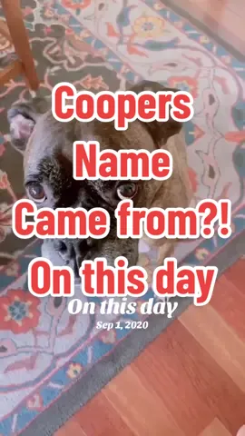 #onthisday missing my boy! But yes he was indeed named after cooper from #privatepractice #greysanatomy 