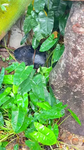 #turtle  #pet 
