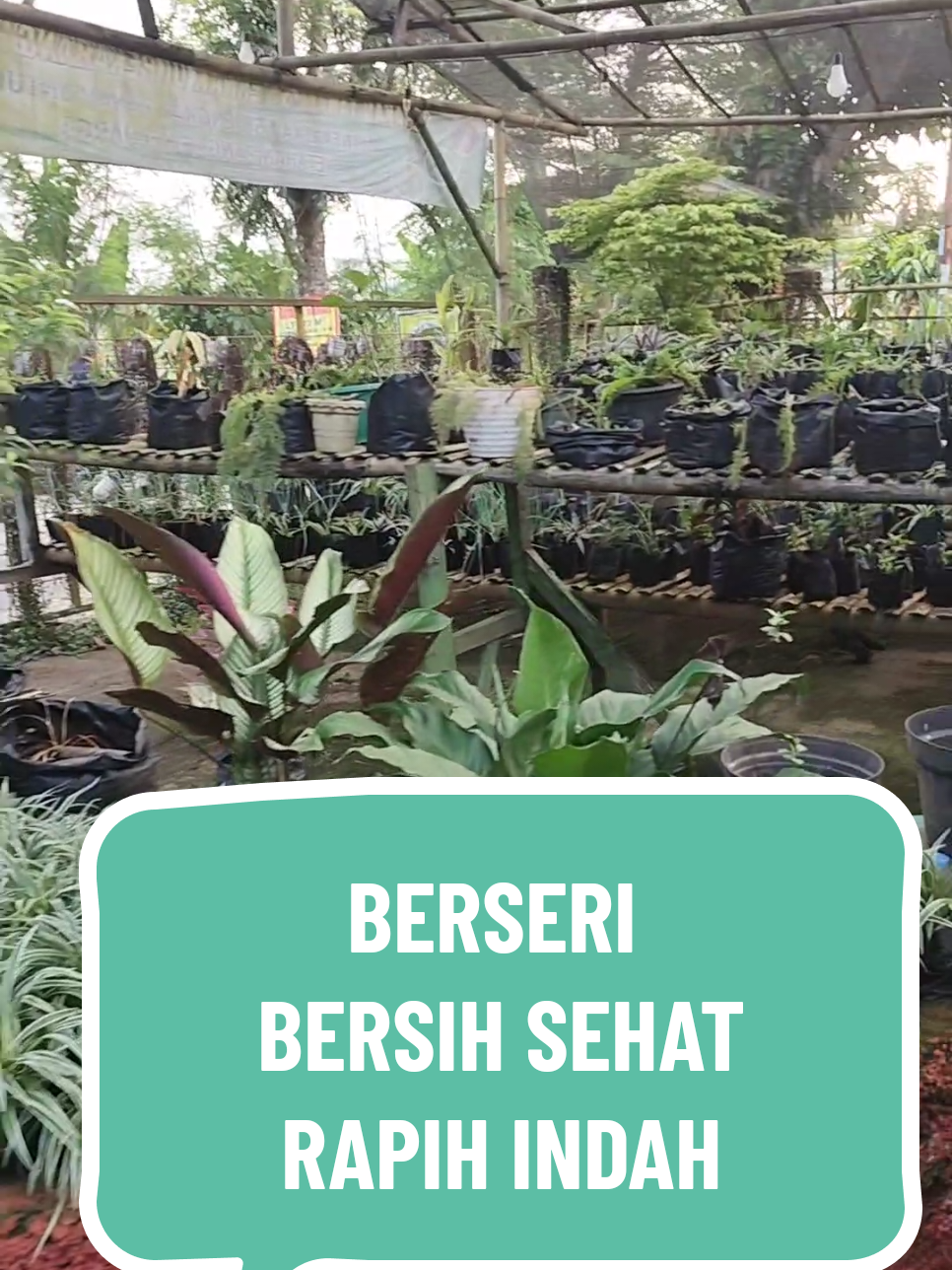 Halaman Rumah Berseri (bersih sehat rapih indah) mencerminkan keperibadian pemilik rumah  #subangjawabarat  #pekaranganrumah  #ketahananpangan  #polisicintapetani  #inspiration 