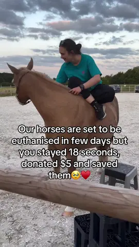 Every kind comment would mean a world to me #horses #shelter #sanctuary #animalsoftiktok #horselovers 