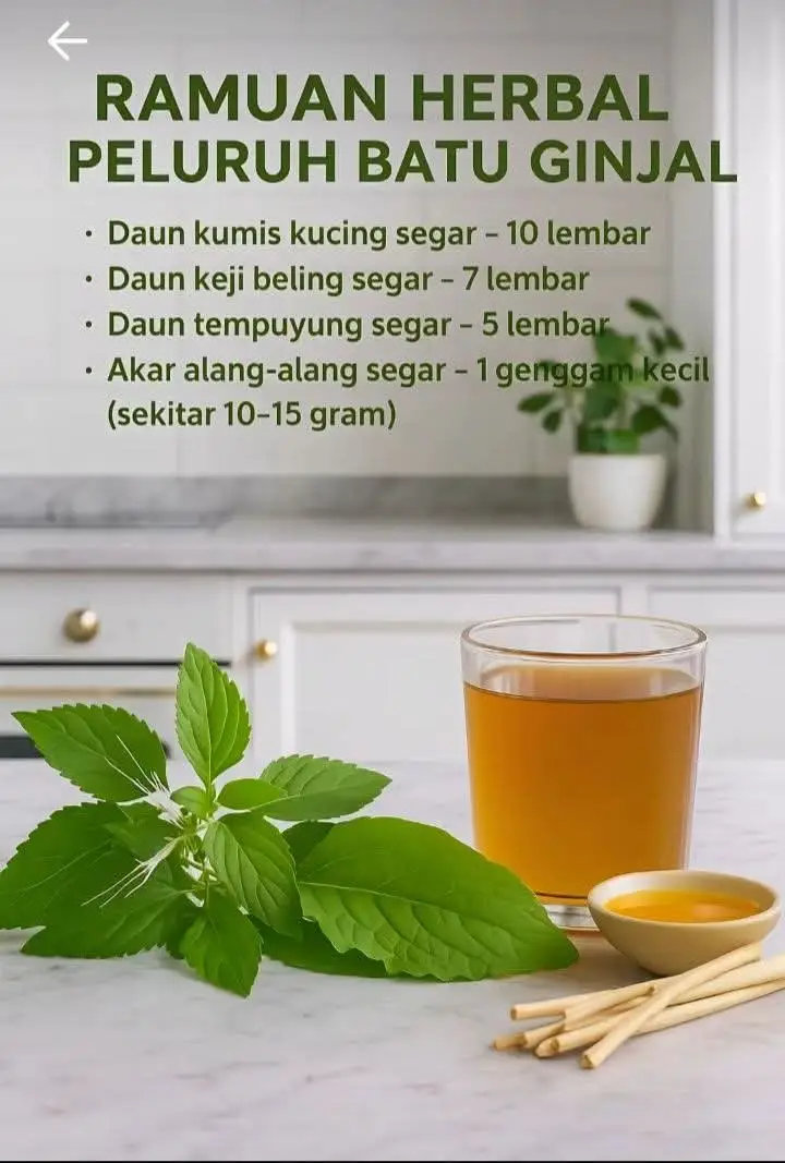 🌿 Ramuan Herbal Peluruh Batu Ginjal Bahan-bahan: 1. Daun Kumis Kucing Segar – 10 helai Diuretik alami, bantu keluarkan batu kecil melalui urin. 2. Daun Keji Beling Segar – 7 helai Hancurkan endapan kalsium oksalat, bersifat antioksidan & anti-radang. 3. Daun Tempuyung Segar – 5 helai Melarutkan batu ginjal, terutamanya batu kalsium oksalat. 4. Akar Alang-alang Segar – 1 genggam kecil (±10–15 gram) Membersihkan saluran kencing & menyokong fungsi buah pinggang. 5. Air bersih – 700 ml 6. (Opsional) Madu Murni – 1 sudu besar Tambah rasa & manfaat antibakteria ringan. --- Cara Membuat: 1. Cuci bersih semua bahan (daun & akar). 2. Rebus dengan 700 ml air hingga tersisa lebih kurang 300 ml. 3. Tapis air rebusan, biarkan suam. 4. Tambahkan madu jika mahu. --- Aturan Minum: Minum 2 kali sehari,  pagi & petang. Amalkan selama 7–14 hari atau sampai gejala berkurang. Boleh ulangi setiap bulan bila perlu. --- Tips Tambahan: ✅ Minum air putih 2–3 liter sehari. ✅ Elakkan makanan tinggi oksalat (bayam mentah, coklat, kacang mete, teh hitam pekat). ✅ Kurangkan garam & minuman manis. ✅ Buat aktiviti fizikal ringan supaya batu kecil lebih mudah keluar melalui urin. --- ⚠️ Peringatan Penting: Jika batu ginjal lebih besar dari 5 mm, disertai nyeri kuat, mual, muntah, atau kencing berdarah, segera jumpa doktor. 👉 Ramuan ini hanya pendukung, bukan pengganti rawatan perubatan darurat.