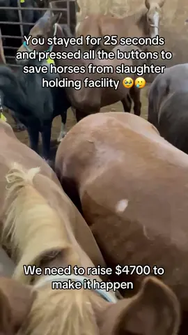 You stayed for 25 seconds and pressed all the buttons to save horses from slaughter holding facility 🥹🥲#fyp #viral #goviral #help #horses #support #donate #london #usa #newyork #horserescue 