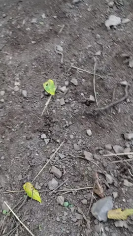 mounted my phone to my RC car s***** quality the next video will be better