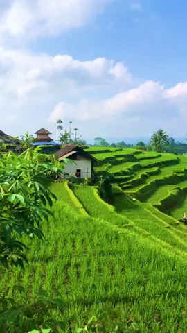 Sampurasun,Seperti lukisan#reels__tiktok #kampungkuring #lemburkuring #suasanapedesaan #suasanapesawahan #perkampungan #vlogpedesaan #sawahpadi #tasikmalaya_jawabarat #fyp #fyp #fyp 