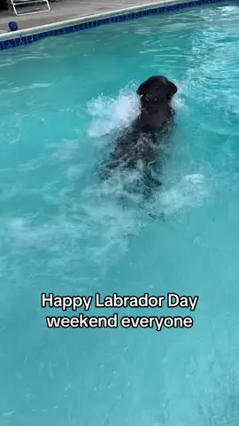 😂😂😂 #henrythechocolab #labradorretriever #labrador #chocolatelab #laborday 