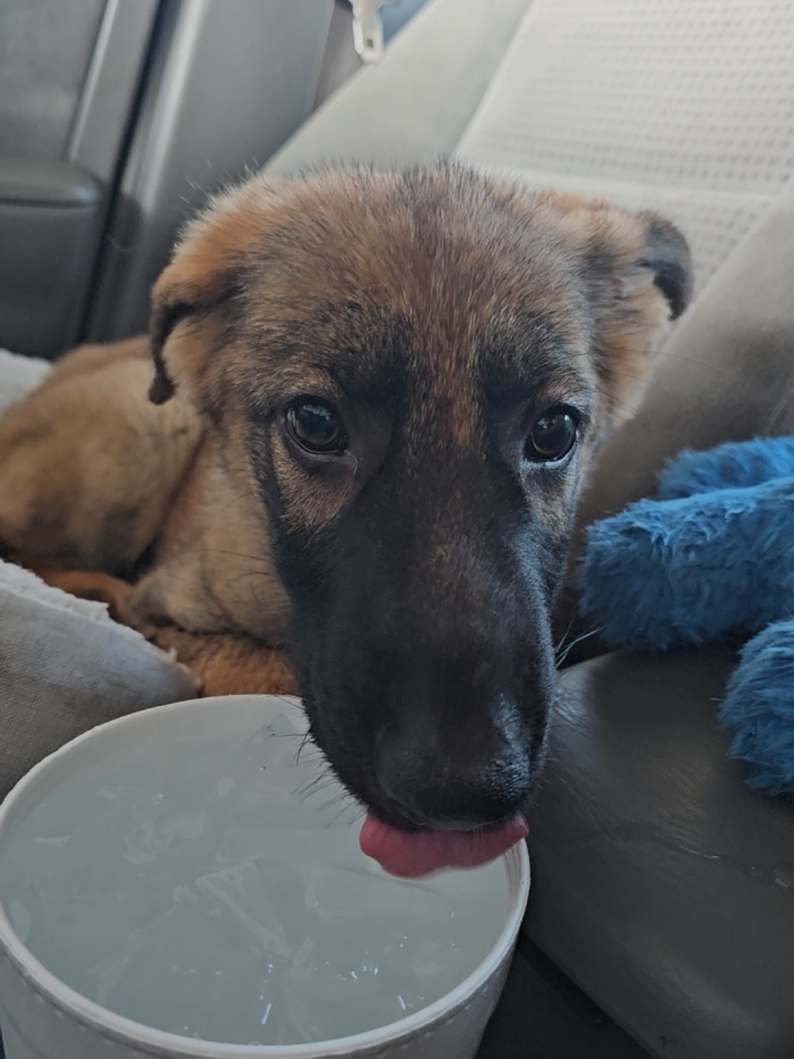 My little sweetheart 🤍 #dogs #puppy #germanshepherd #cute #asmr 