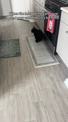 When the Instapot hits pressure and Roman thinks it’s ALL for him 😂🐾🍗 #blackcat #funnycat #catsoftiktok #cats #funny