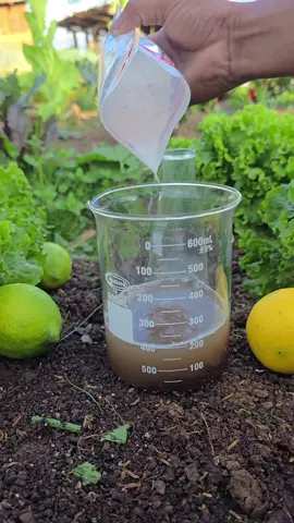 Learn a simple and fast way to check if your soil is acidic or alkaline using just baking soda, lemon, and water. This easy DIY method helps you understand your soil’s pH and improve its health for stronger plants and better crop growth. Perfect for gardeners and farmers! #SoilTest #SoilpH #GardeningTips #FarmingTips #HomeGarden 