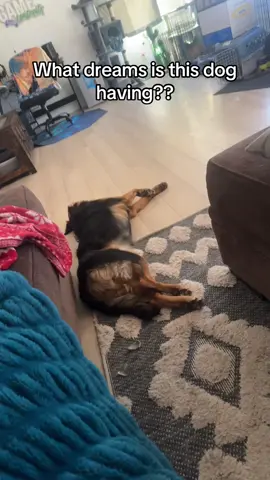 I hear chirping just to look over and see this 😂#dog #dogsoftiktok #dogs #dogsofttiktok #doglover 
