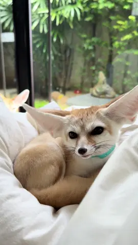 #fennecfox #fennecfoxes #fox #จิ้งจอกน้อย #jeongin